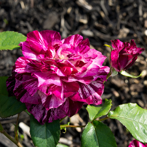 Barva sleza mešano z roza - Vrtnice Floribunda    